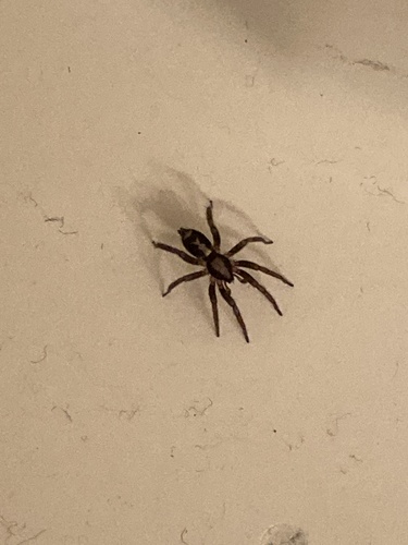 Eastern Parson Spider, W Arrowood Pl, Peoria, IL, US, photo 8 of 10
