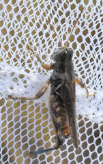 Melanoplus bispinosus