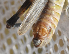 Melanoplus bispinosus