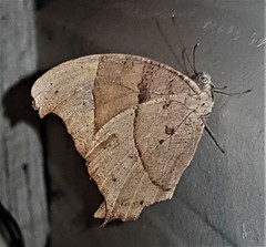 Melanitis leda bankia