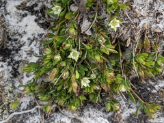 Boronia parviflora