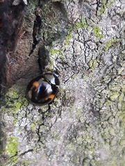 Harmonia axyridis