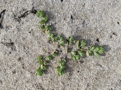 Atriplex billardierei