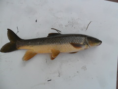 Luciobarbus sclateri