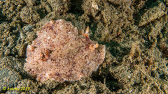 Platydoris sabulosa