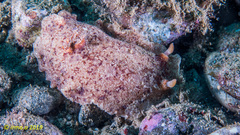 Platydoris sabulosa