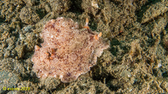 Platydoris sabulosa