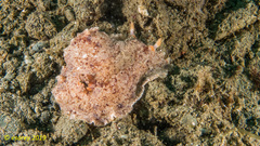 Platydoris sabulosa
