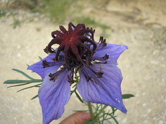 Nigella papillosa