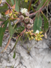Eucalyptus nitida