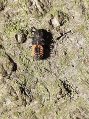 Harmonia axyridis