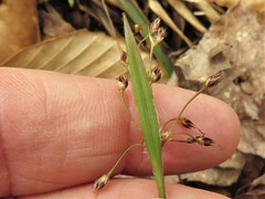 Luzula acuminata acuminata