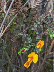 Bossiaea cordigera