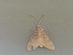 Sommeria marchalii