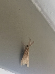 Sommeria marchalii