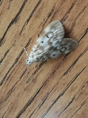 Sommeria marchalii