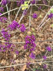 Callicarpa giraldii