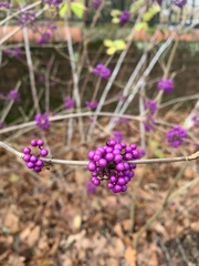 Callicarpa giraldii