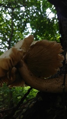 Macrocybe