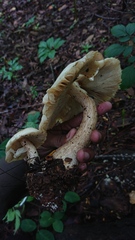 Macrocybe