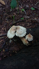 Macrocybe