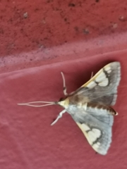 Ulopeza idyalis