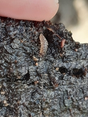 Porcellio scaber