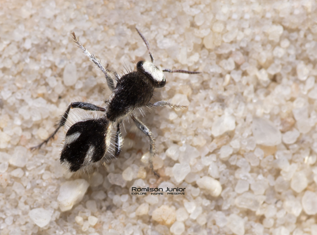 Traumatomutilla bifurca