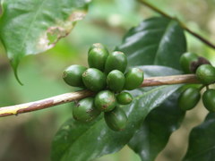 Coffea canephora