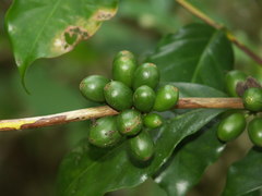 Coffea canephora