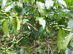 Coffea canephora