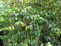 Coffea canephora
