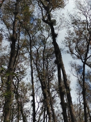 Tillandsia bartramii