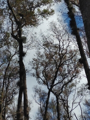 Tillandsia bartramii