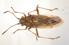 Nysius helveticus