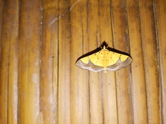 Endocrossis flavibasalis