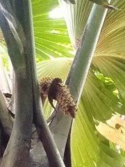 Ailuronyx trachygaster