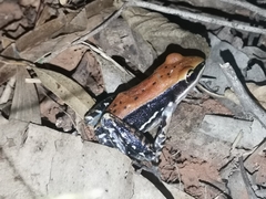 Hydrophylax bahuvistara