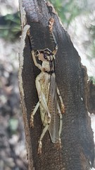 Paragryllacris combusta