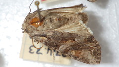 Lacanobia contigua