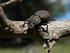 Scotobius pilularius