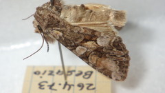 Lacanobia contigua