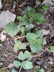 Lysimachia christinae