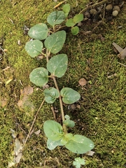 Lysimachia christinae