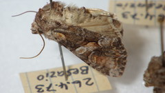 Lacanobia contigua