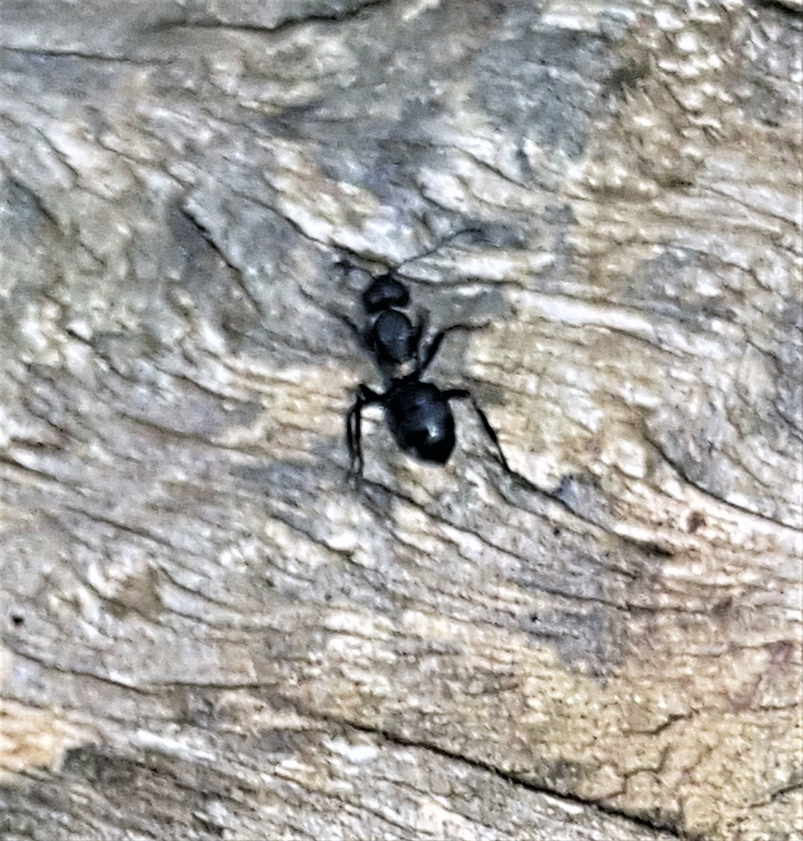 Polyrhachis machaon