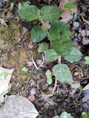 Lysimachia christinae