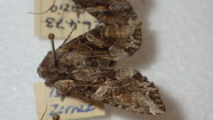 Lacanobia contigua