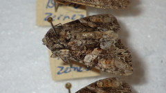 Lacanobia contigua