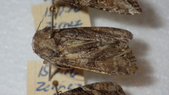 Lacanobia contigua